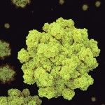 Norovirus_GII